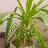 گل سوسن بزرگ با پاجوش فراوان ۸ساله