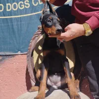 روتوایلر و دوبرمن گریدA با خط خون بالا|سگ|تهران, بریانک|دیوار