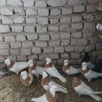 طوقی زرد جفتی سه میلیون