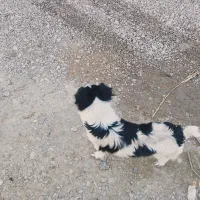 سگ پا کوتاه ماده|سگ|مشهد, همت آباد|دیوار