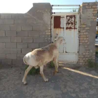 قوچ قندوزی اصیل