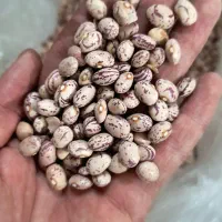 لوبیا چیتی تحویل درب منزل