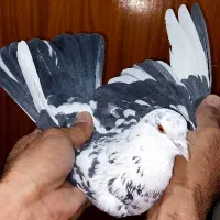 کفتر|پرنده|تهران, امام زاده عبدالله|دیوار