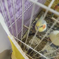 عروس هلندی نربالغ