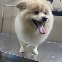 دامپزشکی و ارایشگاه حیوانات پونک