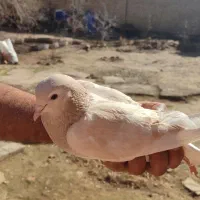 کبوتر ساده هفرنگ