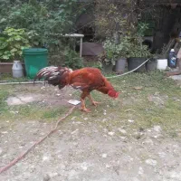 پرنده  خروس لاری|حیوانات مزرعه|سورک, |دیوار