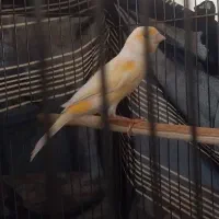 قناری بخون مست