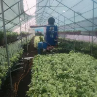 ۳۵۰۰متر زمین با ۱۱۰متر ویلا و۲۲۰۰متر گلخانه|فروش خانه و ویلا|سلمان‌شهر, |دیوار