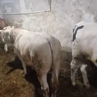 گوساله شاروله سیمنتال نر