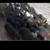 بره نر افشار باب مالدارهای اصیل و درجه ۱