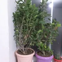 گل وگلدان