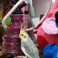 عروس هلندی نر