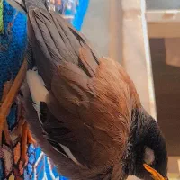 عروس هلندی و مرغ مینا|پرنده|بم, |دیوار