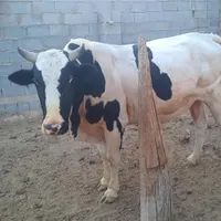 گاو نر فحل چهار ساله پر گوشت وسالم|حیوانات مزرعه|کرخه, |دیوار