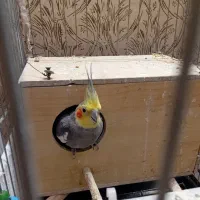 یک جفت عروس هلندی