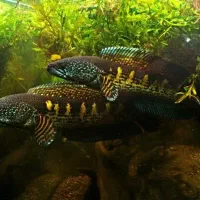 انواع ماهی چانا گلدن کبری و....