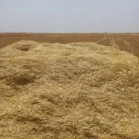 کاه گندم تمیز