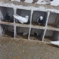 پرنده کبوتر