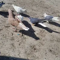 فروش ۶ عدد کفتر کفتر بازی