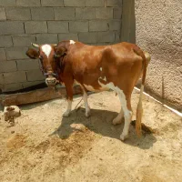 گاو و گوساله