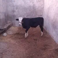 گوساله نر|حیوانات مزرعه|ملکشاهی, |دیوار