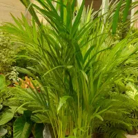 گل آپارتمانی میخک پر پشت بادوام لطفا ورق بزنید|گل و گیاه طبیعی|تبریز, |دیوار