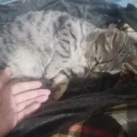 واگذاری بچه گربه سه ماه نر|گربه|نیشابور, میدون بار|دیوار