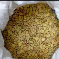 300میلو باقله درجه یک برای کاشت بفروش میرسد