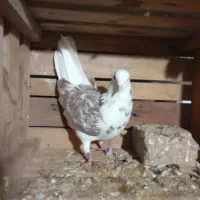 کفتر پرشی|پرنده|مزرعه کتول, |دیوار