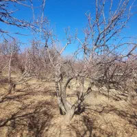 هرس انواع درختان میوه وغیره