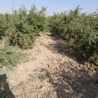 باغ انار|اجارهٔ کوتاه‌مدت ویلا و باغ|ساوه, |دیوار
