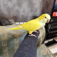 راهب زرد نر یکسالو ۳ماه سخنگو