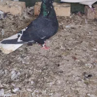 کوهی دم سفید نر