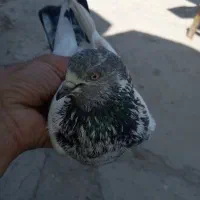 کبوتر گم شده|پرنده|شادگان, |دیوار