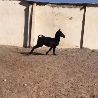 کره مادیان مشکی در کرمان