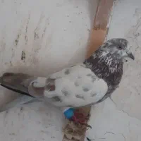 کفتر صید رنگه وتهرانی|پرنده|مشهد, شهید آوینی|دیوار