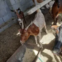 بز و میش فروشی|حیوانات مزرعه|منوجان, |دیوار