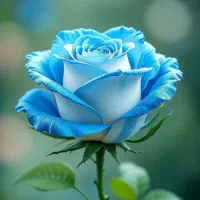 شلوار لی نو