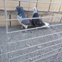 3جفت کفترپرشی