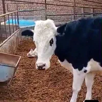 تلیسه دورگ سیمینتال