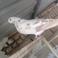 10 عدد کبوتر فروشی