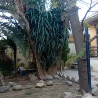 فروش یوکا غولپیکر