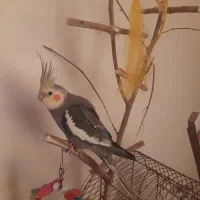 عروس هلندی سخنگو بالغ با دوتا جوجه تازه