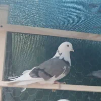 کبوتر پرشی|پرنده|سمنان, |دیوار