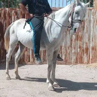 مادیون سواری دار با کره 8 ماه|اسب و تجهیزات اسب‌سواری|تهران, فلسطین (میدان انقلاب)|دیوار