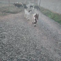 بزغاله نر|حیوانات مزرعه|سرخه, |دیوار