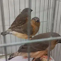 فنچ زبرا فول اورنج خالص هاف اورنج ماده تک موجوده|پرنده|پاکدشت, خاتون آباد|دیوار