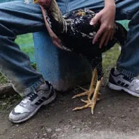 خروس لاری اصل