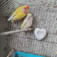 فروش یک جفت طوطی برزیلی